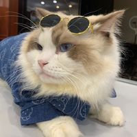 original sound - I love pet