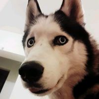 mizgir_1