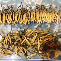 bhutanlunanacordyceps