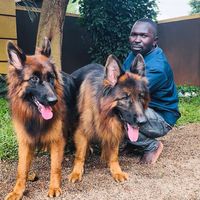 kiyembadogbreederuganda