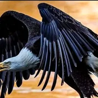 original sound - nostalji..eskici