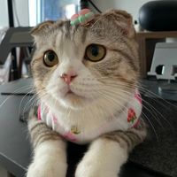ty_je11