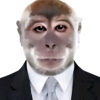 el_gato_insano4