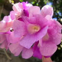 landofsmile1
