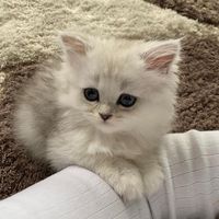 zimakitten