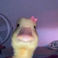 meu anjo se eu caio te arrasto comigo ouviu