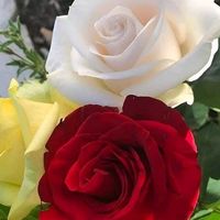 mishal.riyan