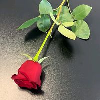 gn99540