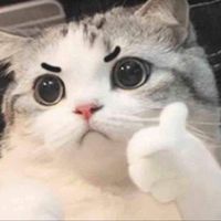 petfriend.meow