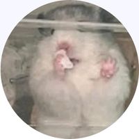 nhạc nền - 11/11𐙚🧸