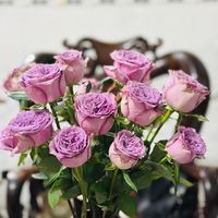 nhạc nền - Phượng Trần