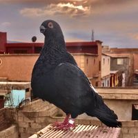 bilalfathi246