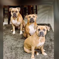 veronicadbrunosierraorla