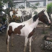 golondrino20