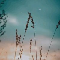 suara asli - Royan HL