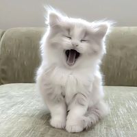 swara asli