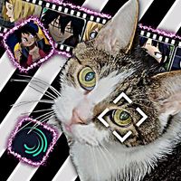 オリジナル楽曲 - 猫松🐱🌳