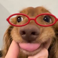 araya_564