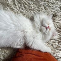 miraahmedhussam