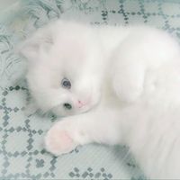 オリジナル楽曲 - ひめ