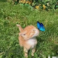 suara asli - necaa azaa