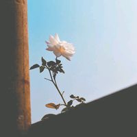 suara asli - Nyamuk🦟