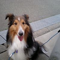 オリジナル楽曲 - hachimal(はちまる)