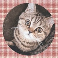 オリジナル楽曲 - *kaori*