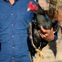 aseelbirds50