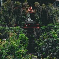 original sound - Leaf Cafe & Plants