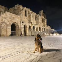 tobias.germanshepherd