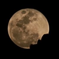 yacarelicastro