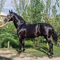 kashkar.loshad