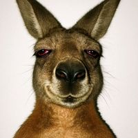 suara asli - mee.llaayu