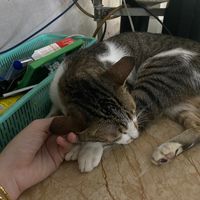 nhạc nền - bạn gái của anh thư phan