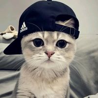 suara asli - 722 Sanzable bléstar