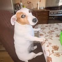 ale_1234510