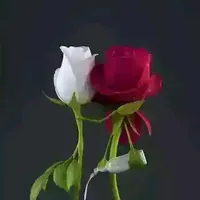 original sound - user45853438816024