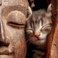 cattsieeny
