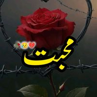 naveed_vains786
