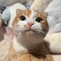 original sound - yyscg