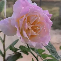 original sound - edcassiag