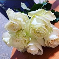 leyla3650_