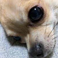 オリジナル楽曲 - Hira&愛犬kuu
