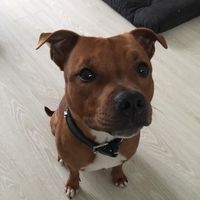 rajahstaffie