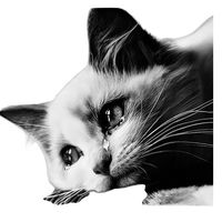 เสียงต้นฉบับ - ◤CAT SAD ツ