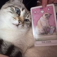 tarotwithnia