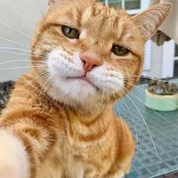 original sound - mgzane58