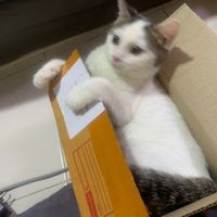 gift_lewu13
