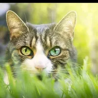 original sound - kakayu286